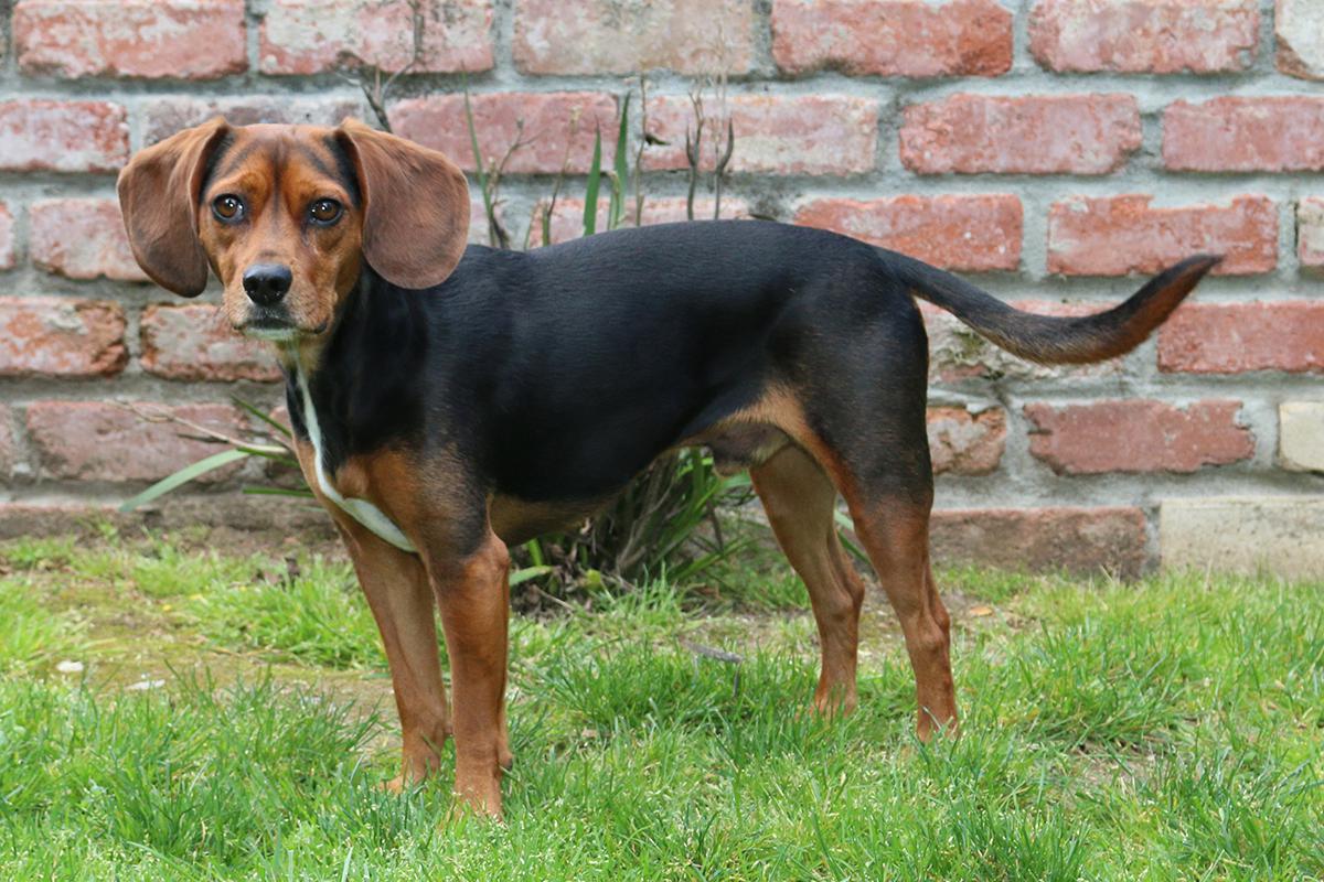 Cute Beaglier Dog standing near brick wall looking at camera