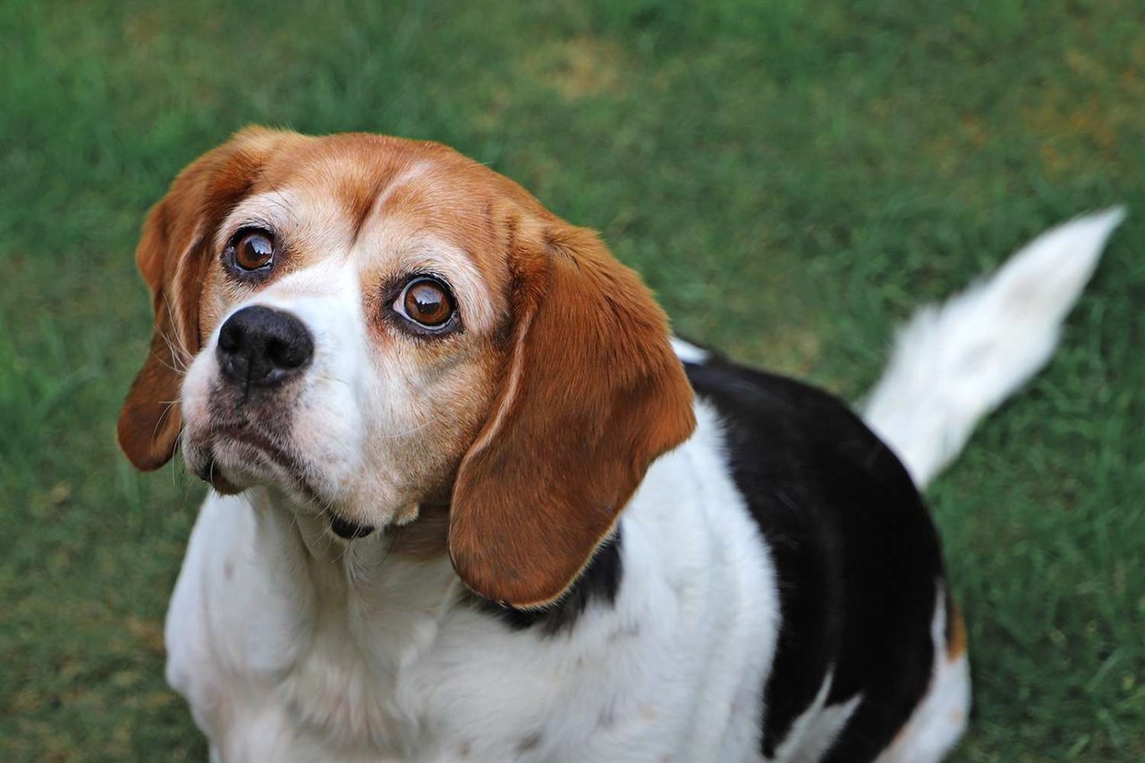 Close up view of Beaglier Dog looking up at the sky