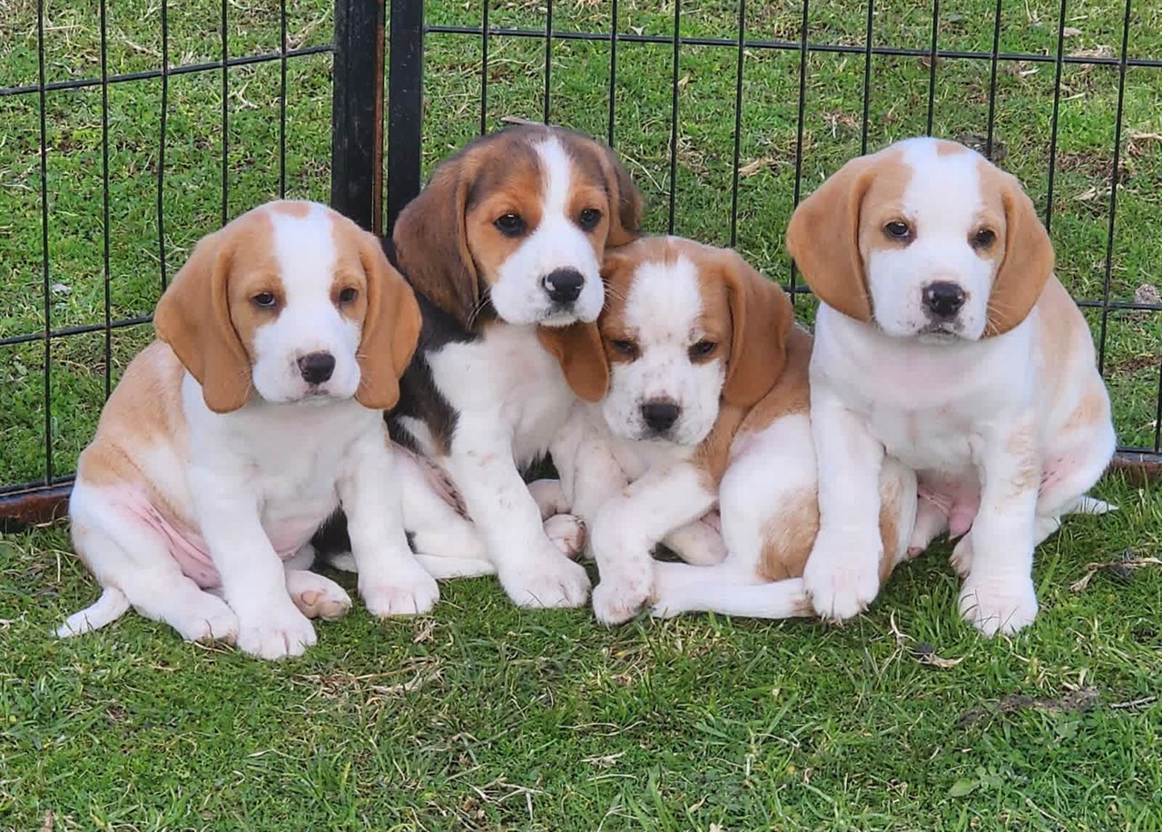 A litter of Beaglier Puppies sitting next to each other posing for a picture