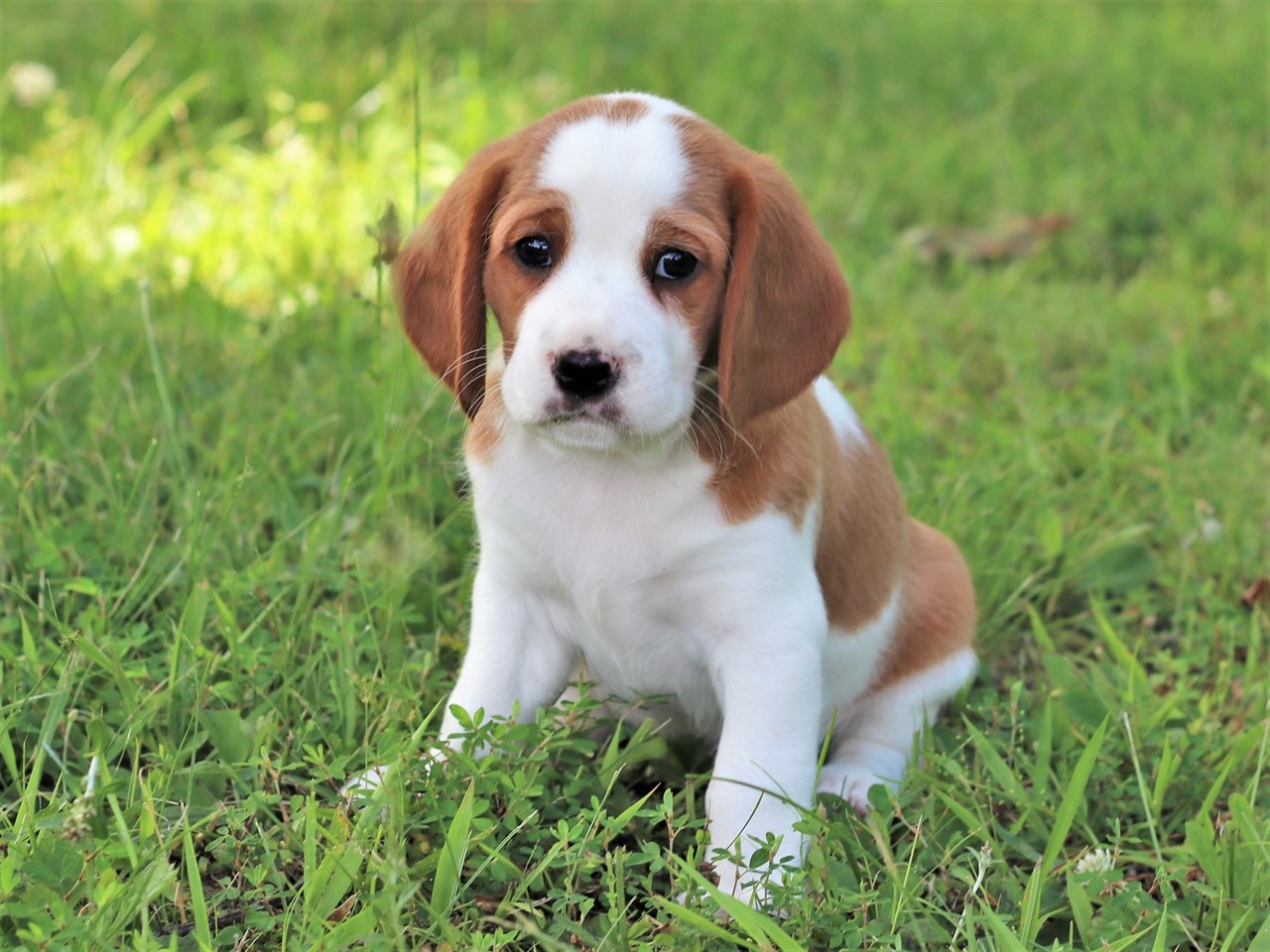 Adorable Beaglier Puppy standing on beautiful green grass