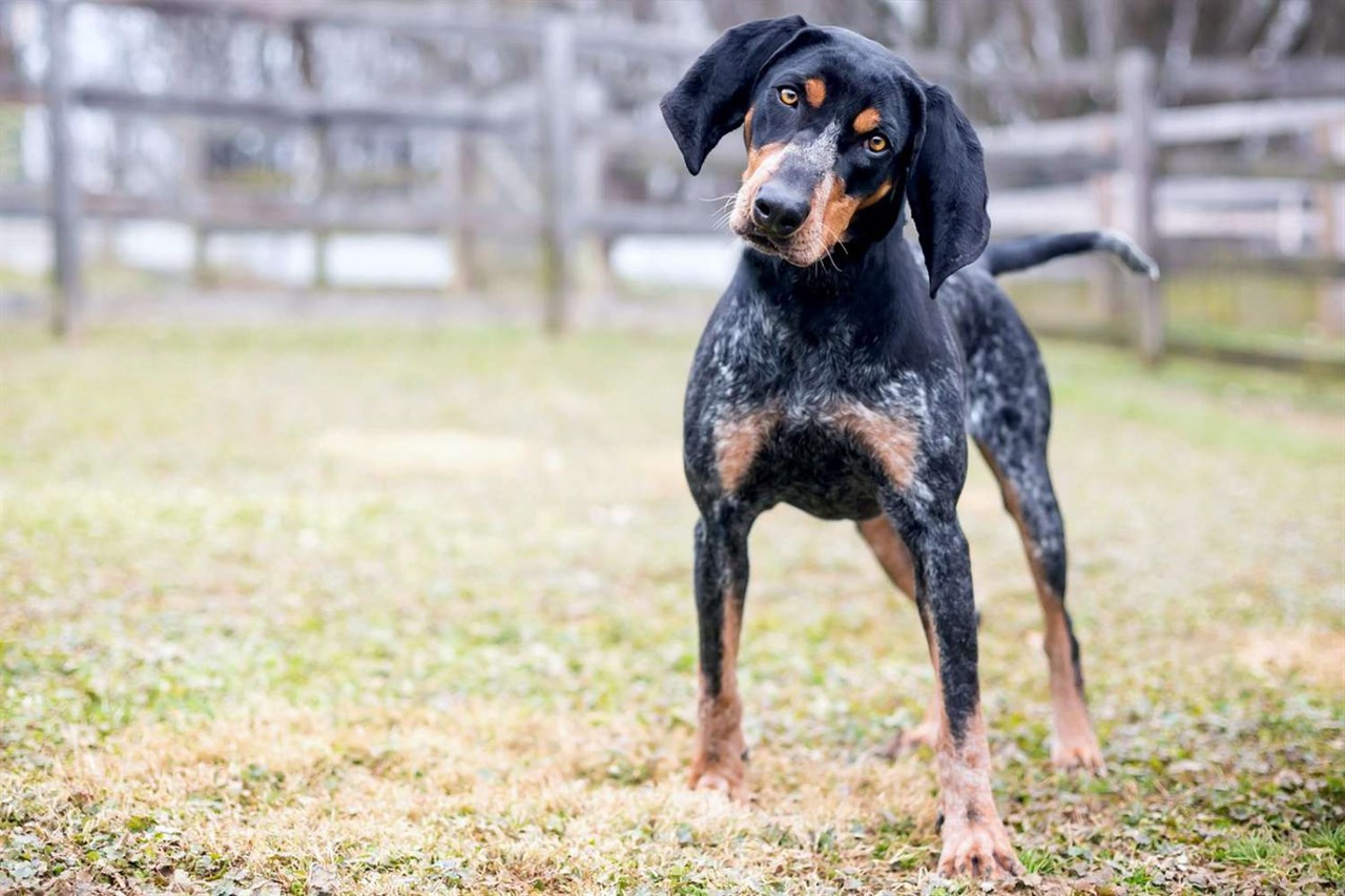 Bluetick Coonhound Dog standing looking at camera with its head slightly tilted