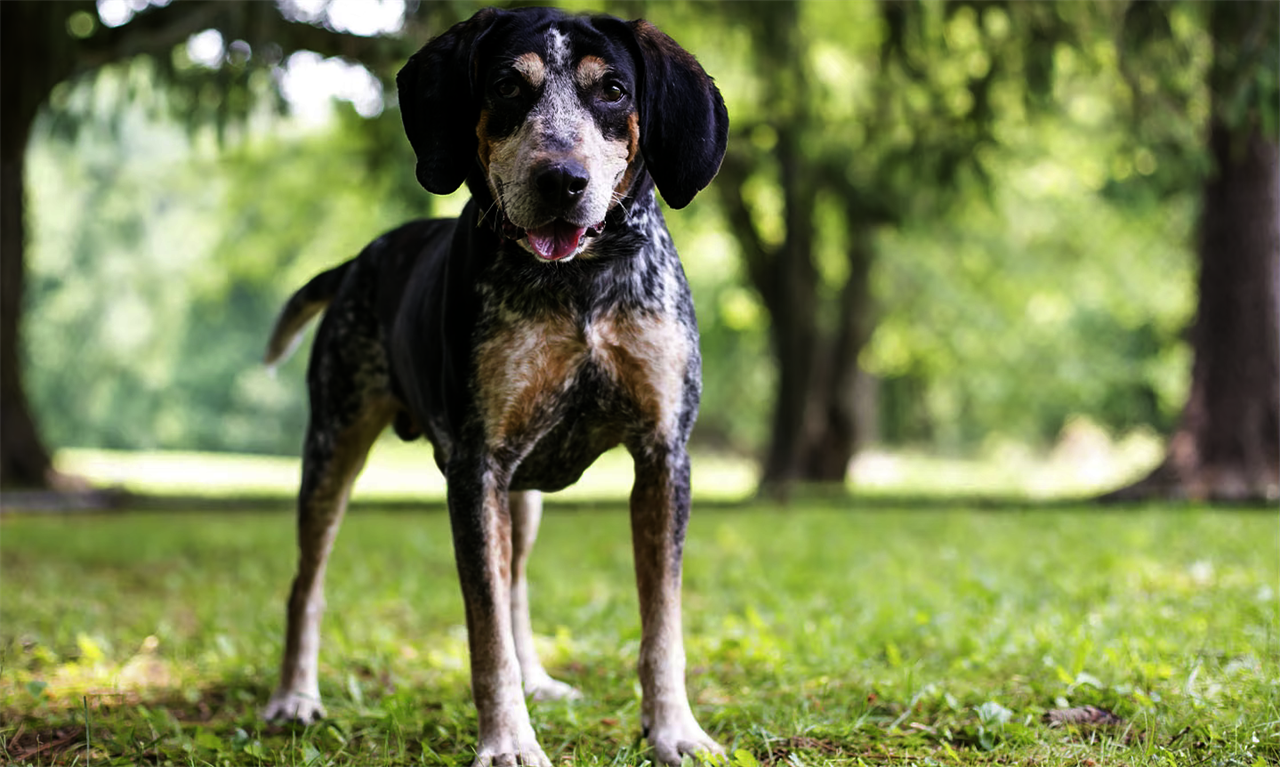 Playful Bluetick Coonhound Dog standing near tall tress looking straight at camera