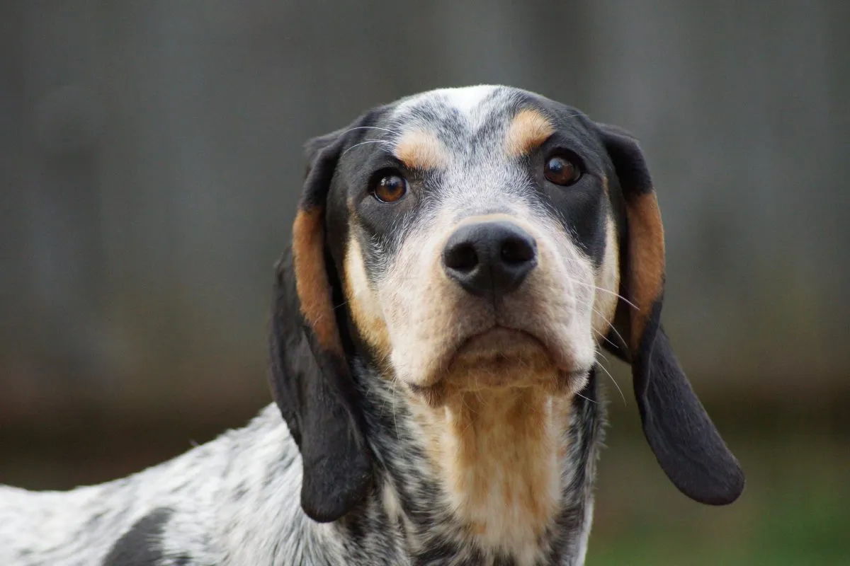 Close up view of Bluetick Coonhound Dog