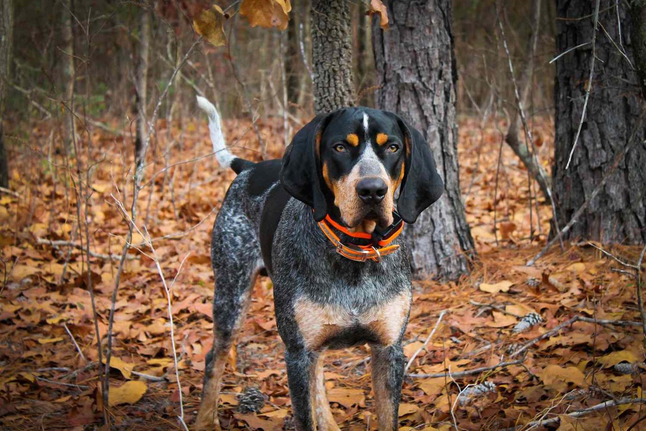 Bluetick Coonhound Dog enjoying a walk in the woods during autumn.