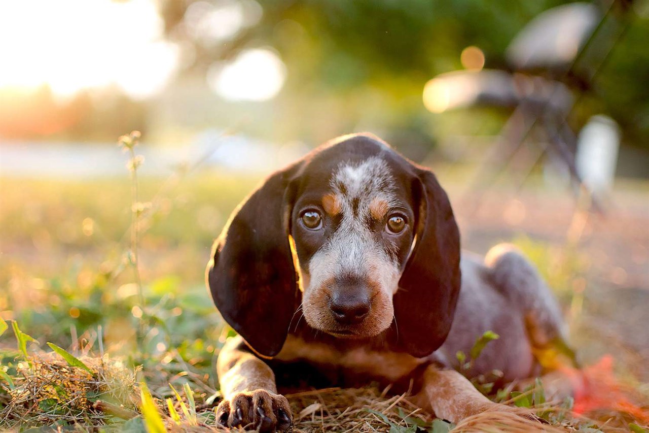 Bluetick Coonhound Puppy laying on grass field during sunset.