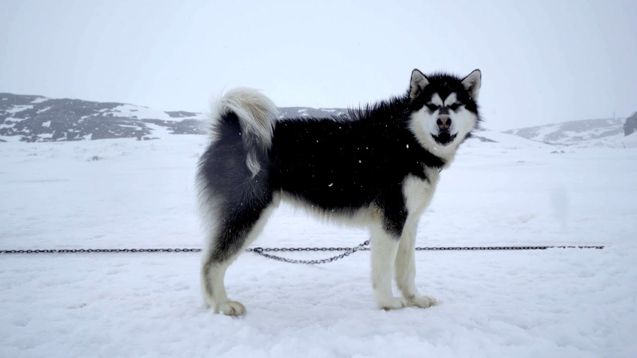 Side view of Canadian Eskimo Dog standing with leash attached on show ground