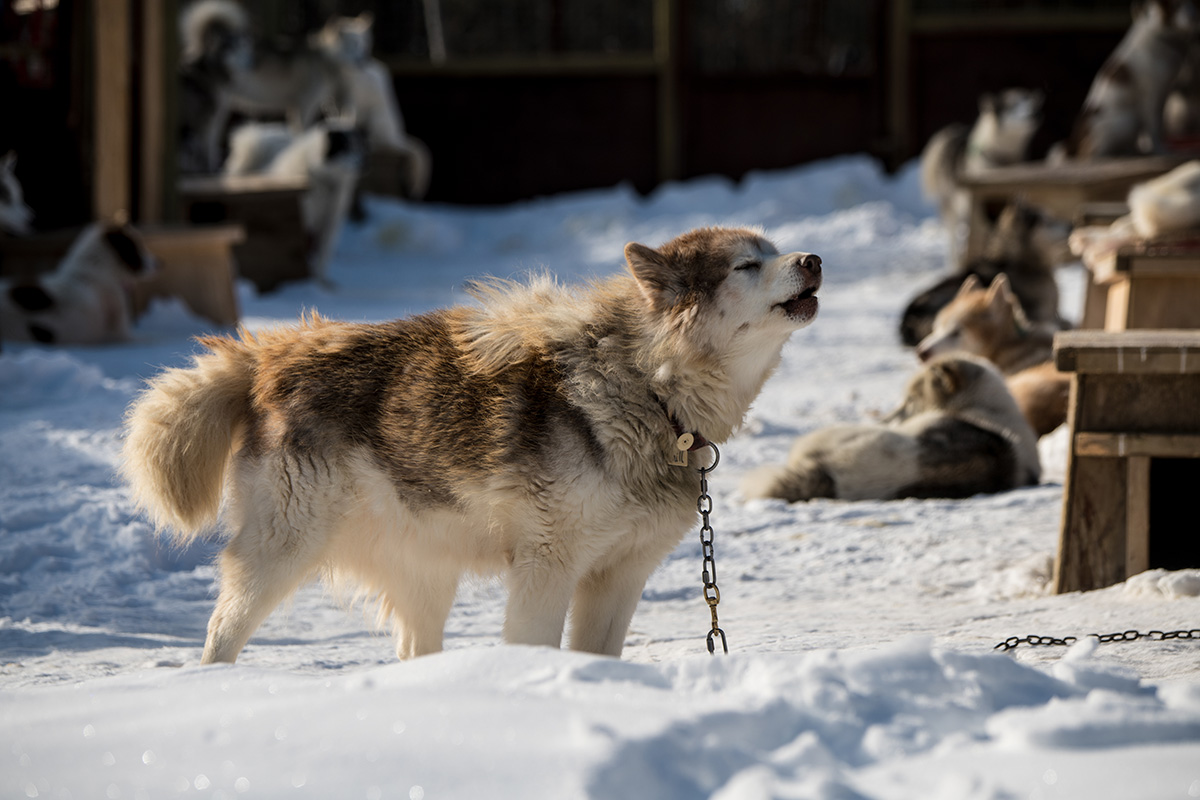 Canadian Eskimo Dog standing on snow ground howling