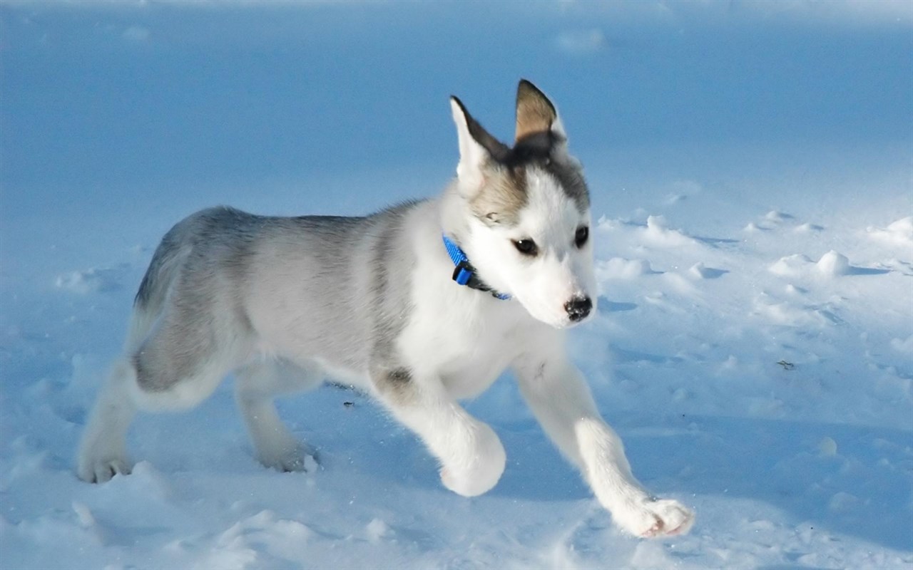 Canadian Eskimo Dog Puppy enjoy playing in the snow wearing blue collar