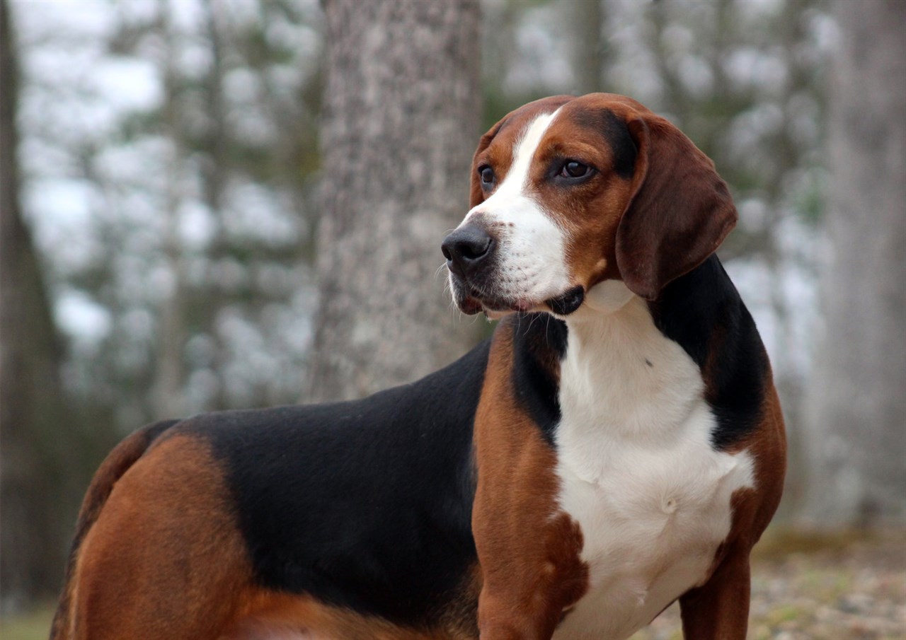 Close up view of Hamiltonstovare Dog enjoying walk in the woods