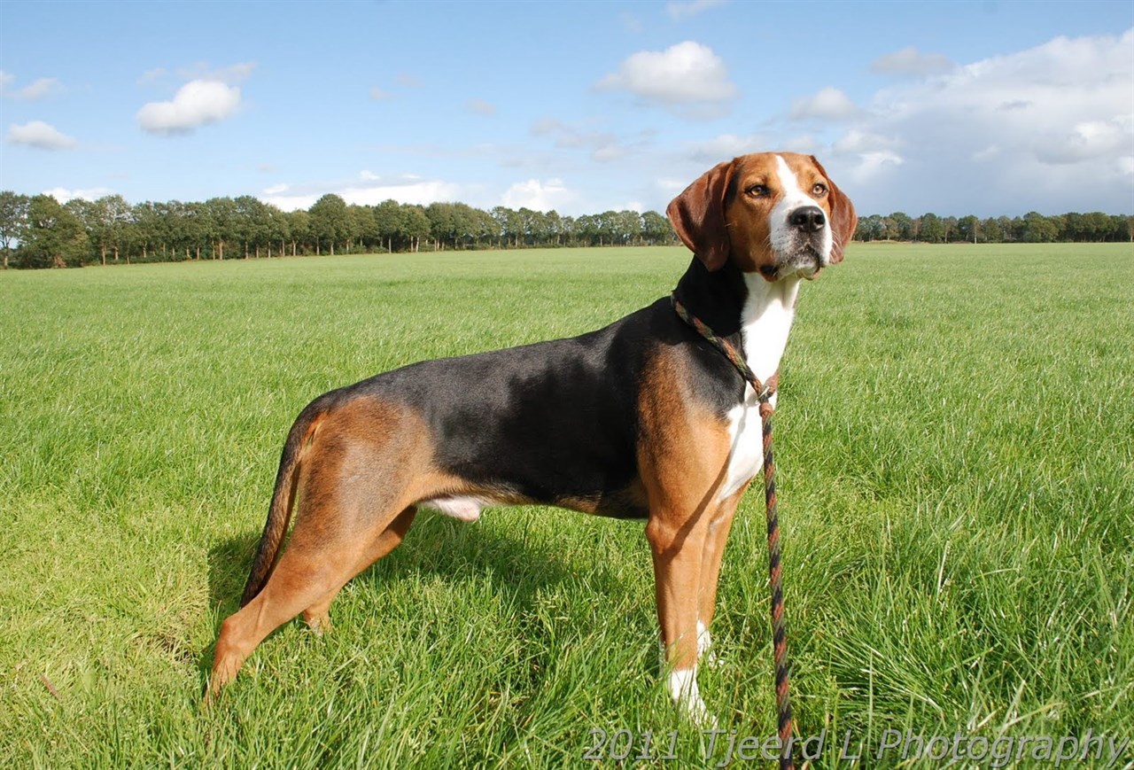 Hamiltonstovare Dog standing on large grassy field wearing a leash