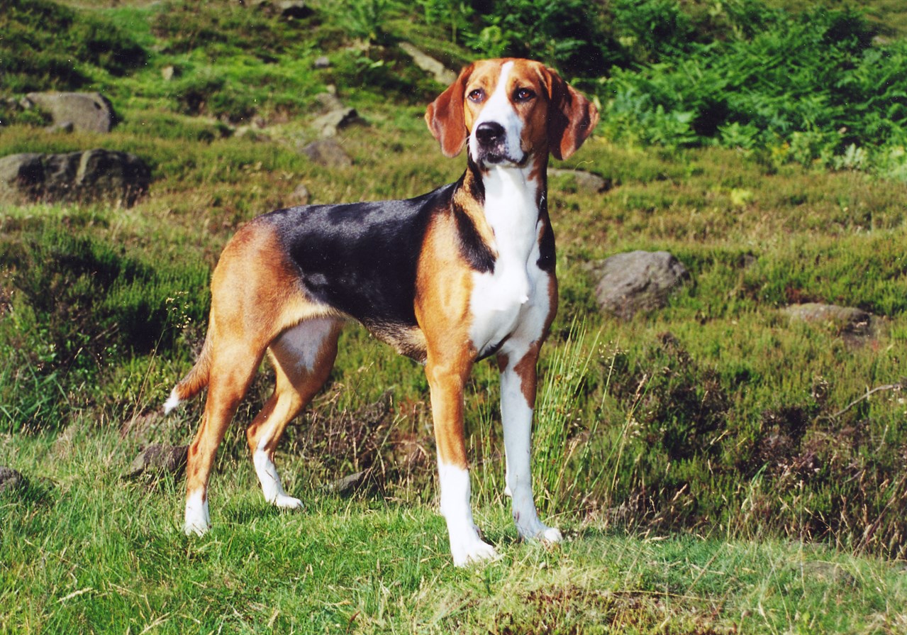 Hamiltonstovare Dog standing on rocky hillside