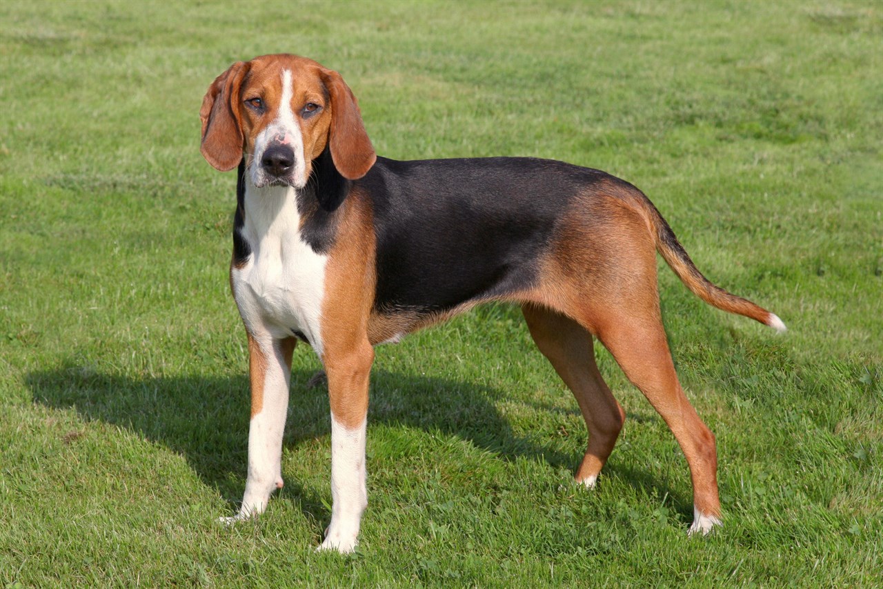 Side view of Hamiltonstovare Dog standing on green field grass