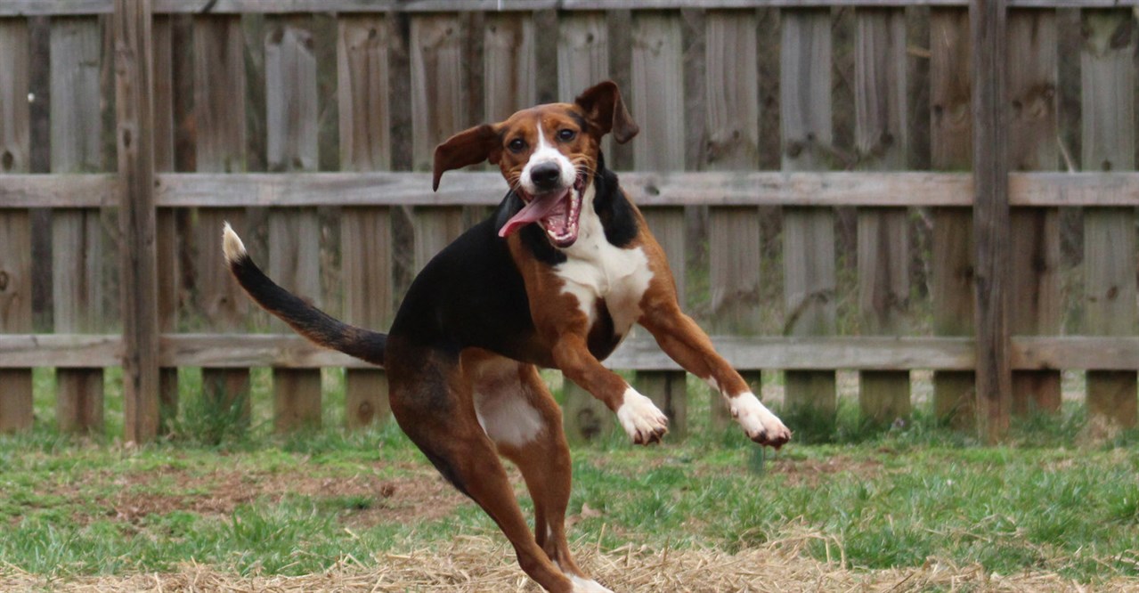 Playful Hamiltonstovare Dog jumping with its tongue sticking out