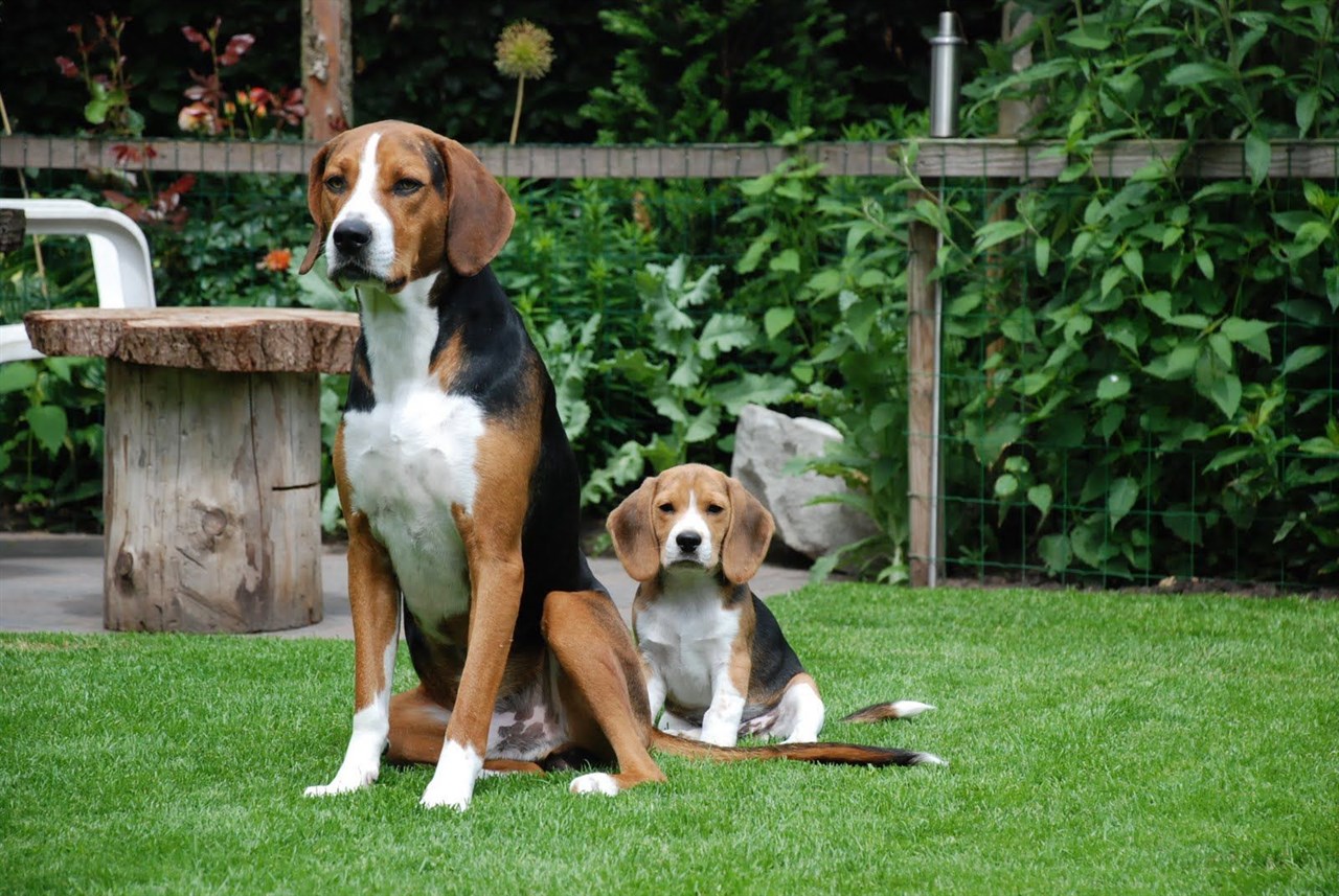 Hamiltonstovare Puppy standing outdoor with adult Hamiltonstovare on its side