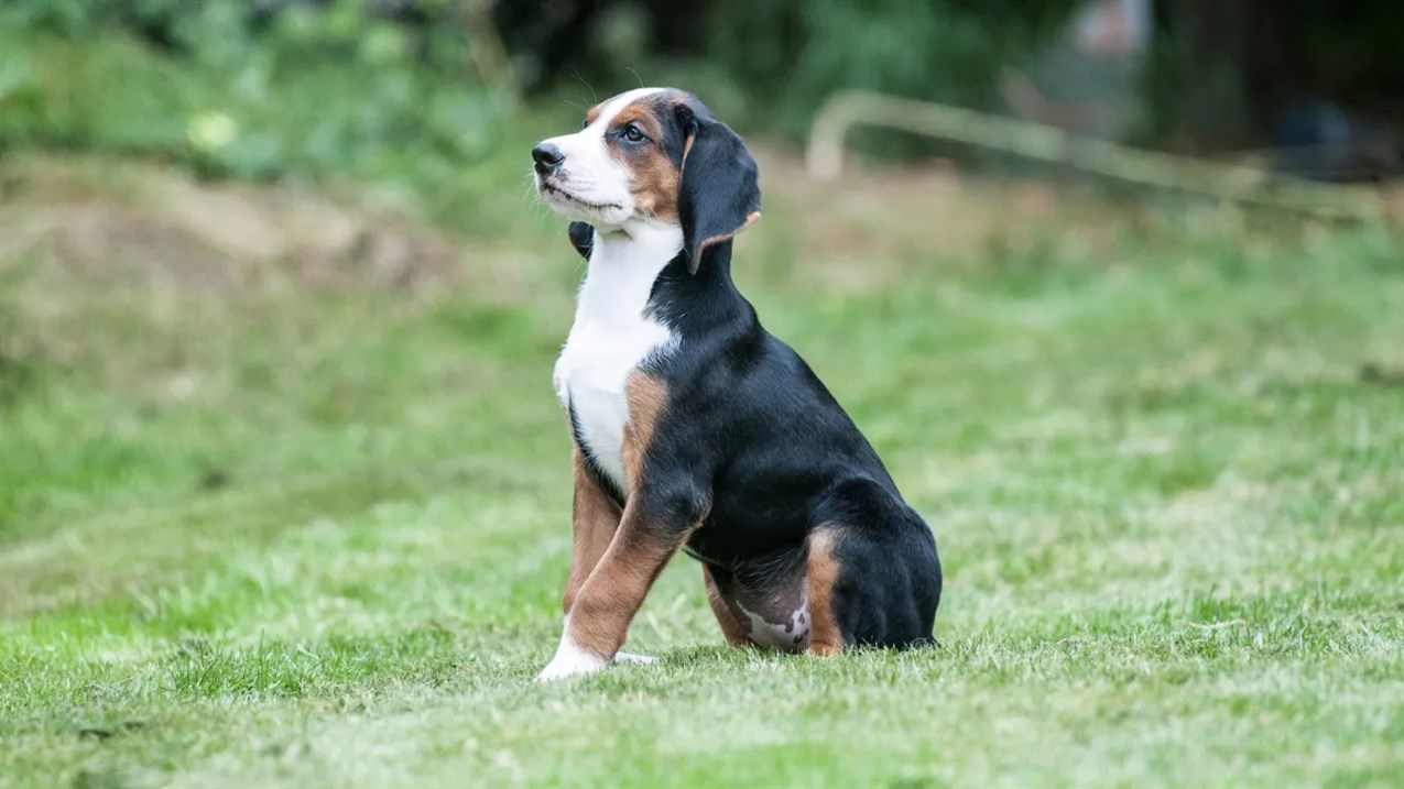 Side view of Hamiltonstovare Puppy sitting on its back