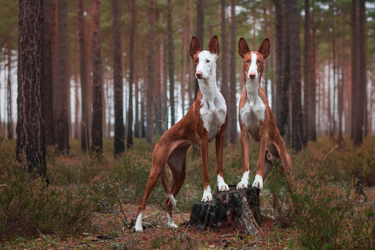 Two Ibizan Hound Dog standing next to eachother on a tree stump