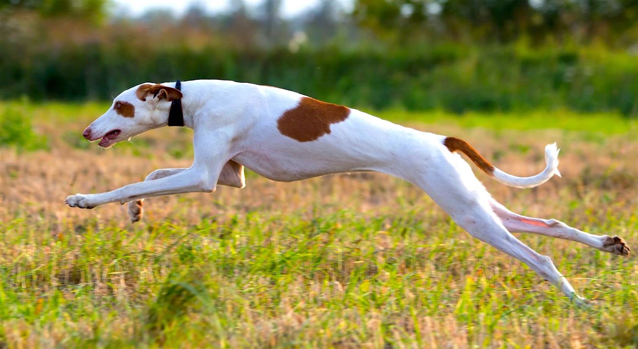 Side view of Ibizan Hound Dog running on tall grass field