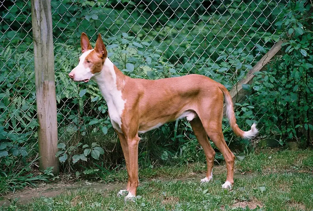 Ibizan Hound Dog standing next to short shrubs