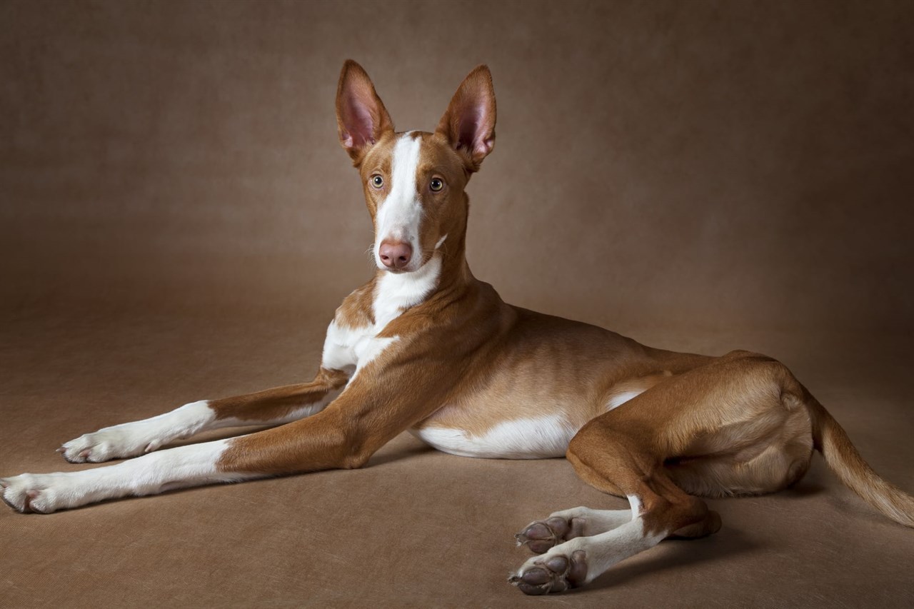 Aesthetic shot of Ibizan Hound Dog with brown background