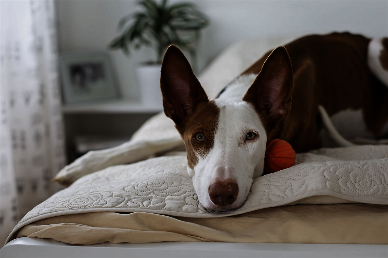 Ibizan Hound Dog laying in the bedroom mattress looking at camera