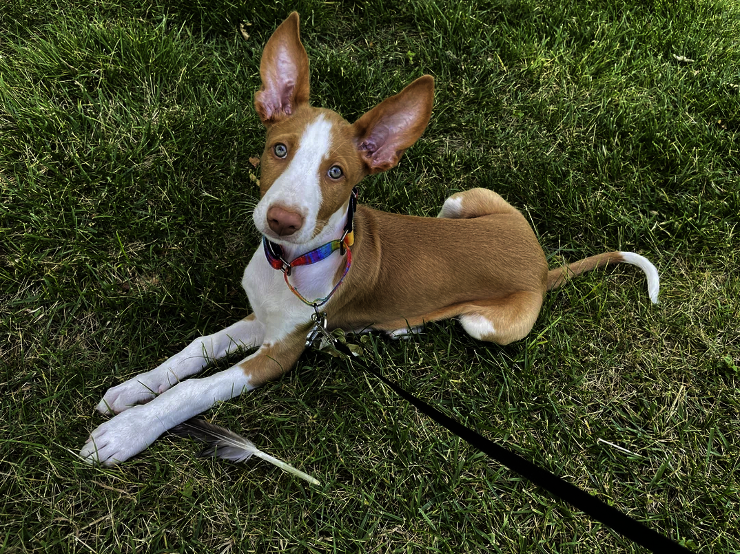 Cute Ibizan Hound Puppy looking up while sitting on green grass