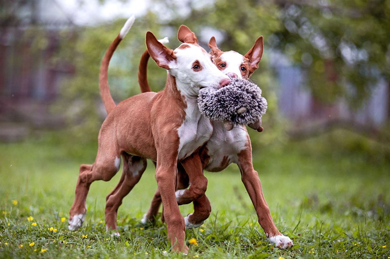 Two plauful Ibizan Hound Puppy playing with plushy toy