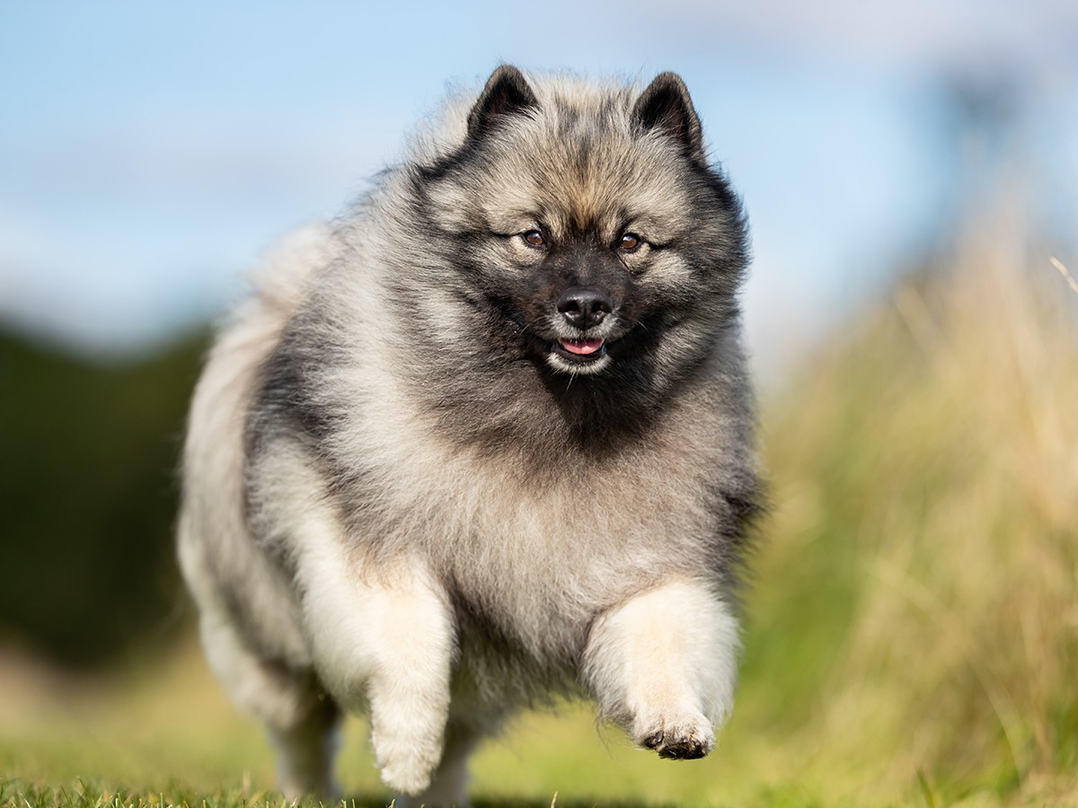 Keeshond Dog running on a while looking at camera