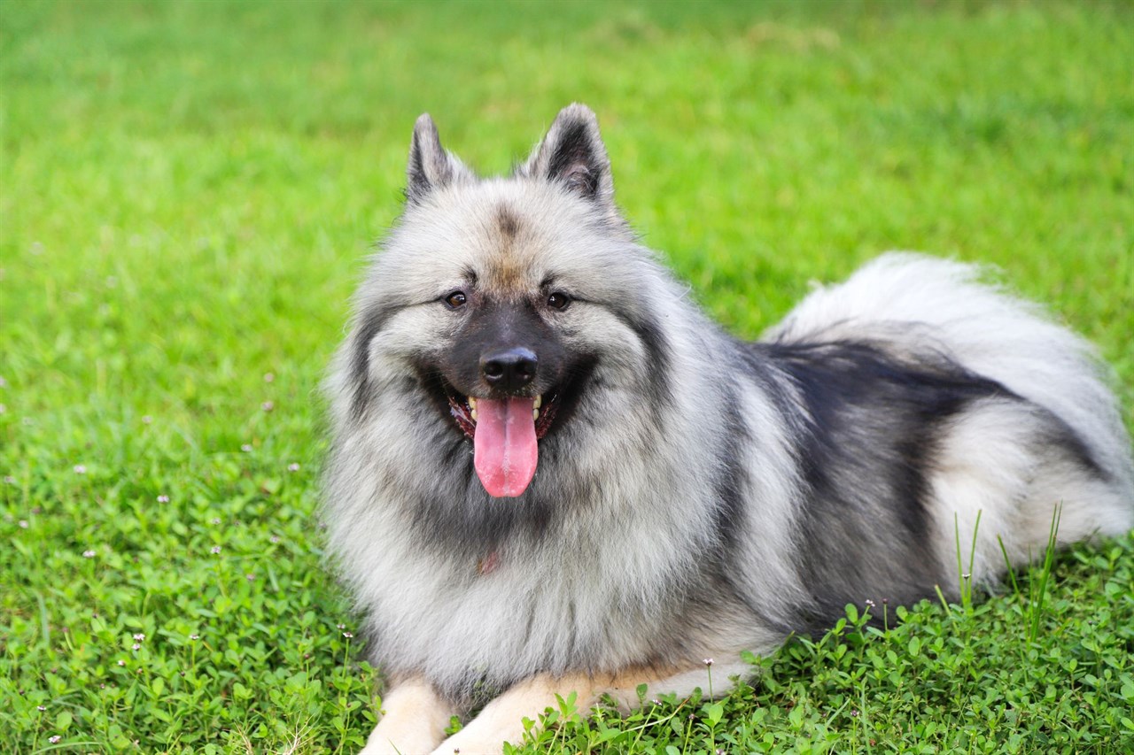 Keeshond Dog sitting on its belly on green grass smiling