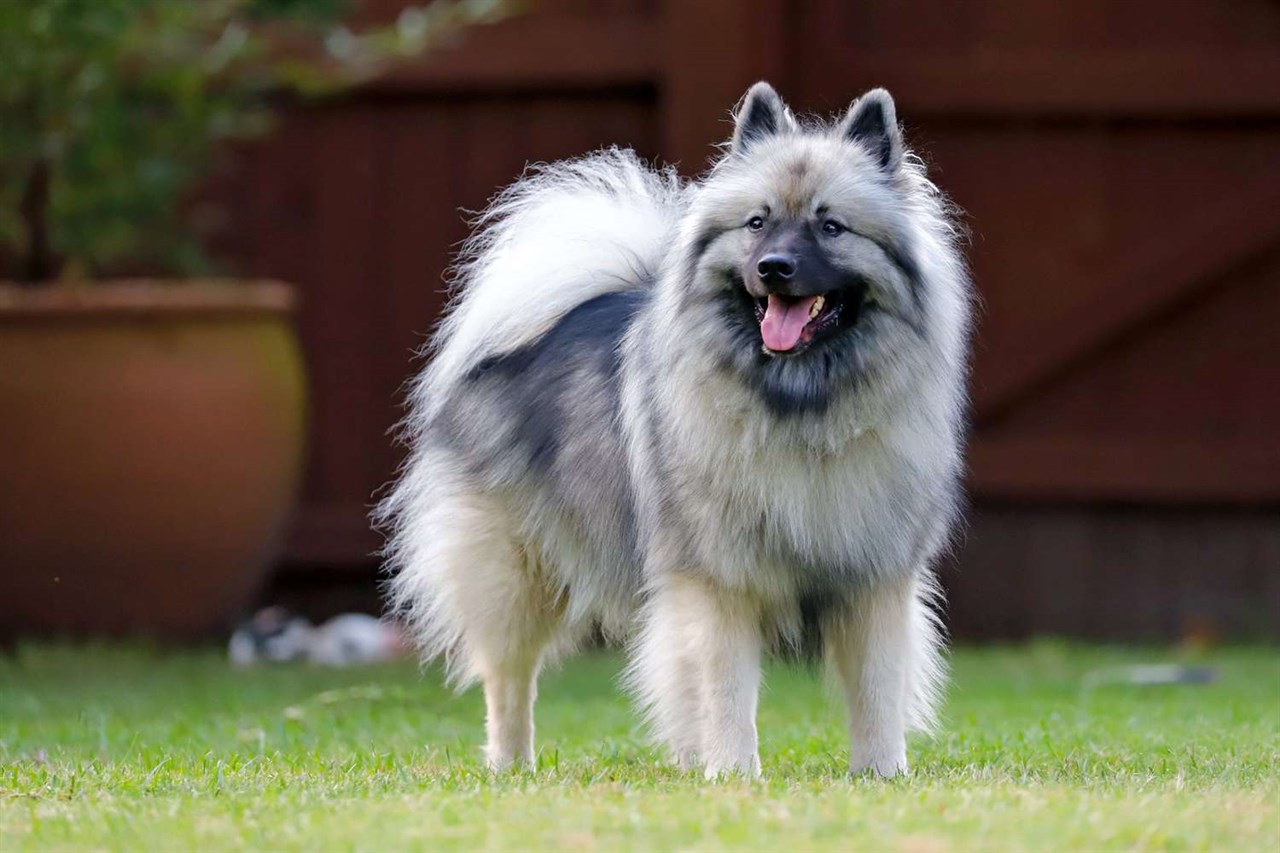 Keeshond Dog standing on green grass with its tongue sticking out