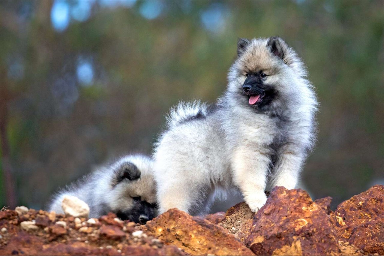 Two Keeshond Dog walking on red ground rock