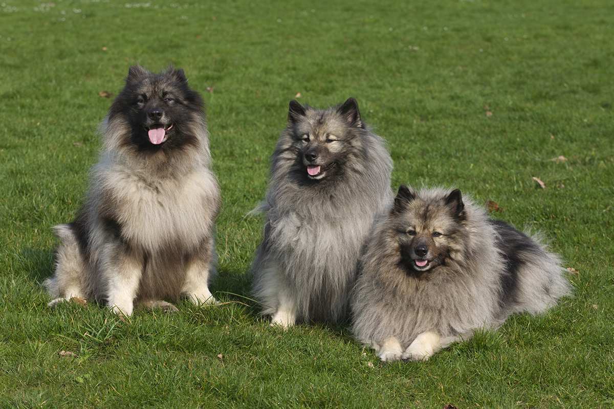 Three Keeshond Dogs looking at camera enjoying outdoor