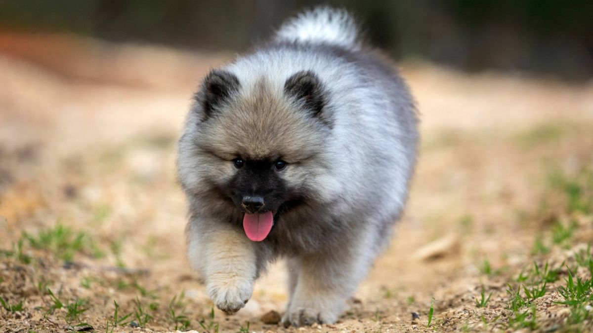 Keeshond Puppy running on dry patchy grass