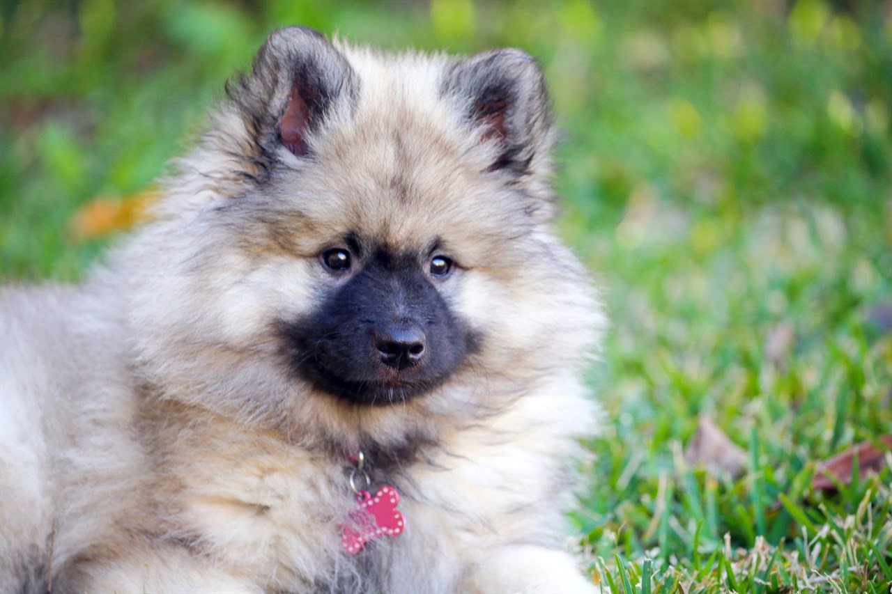 Close up view of Keeshond Puppy