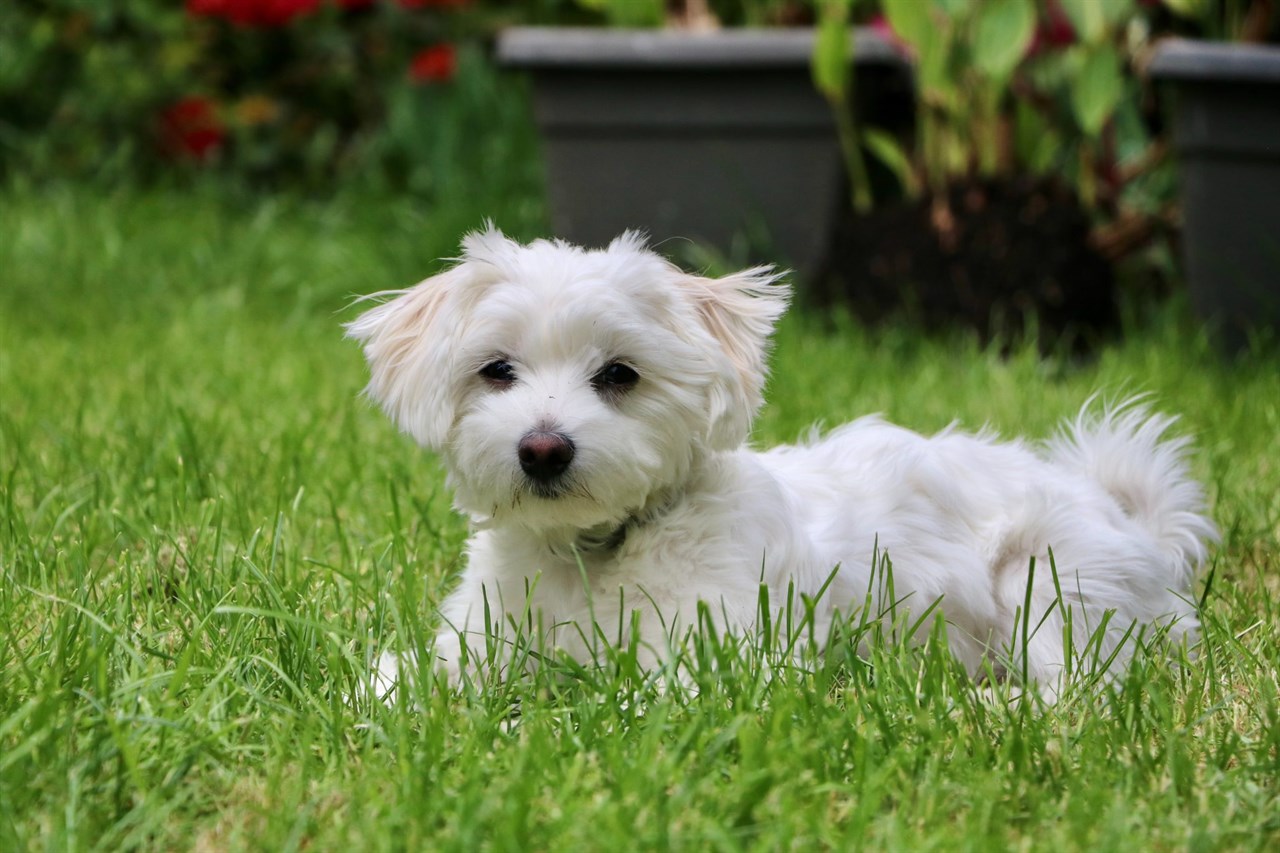 White Maltalier Dog sitting on its belly on beautiful green grass