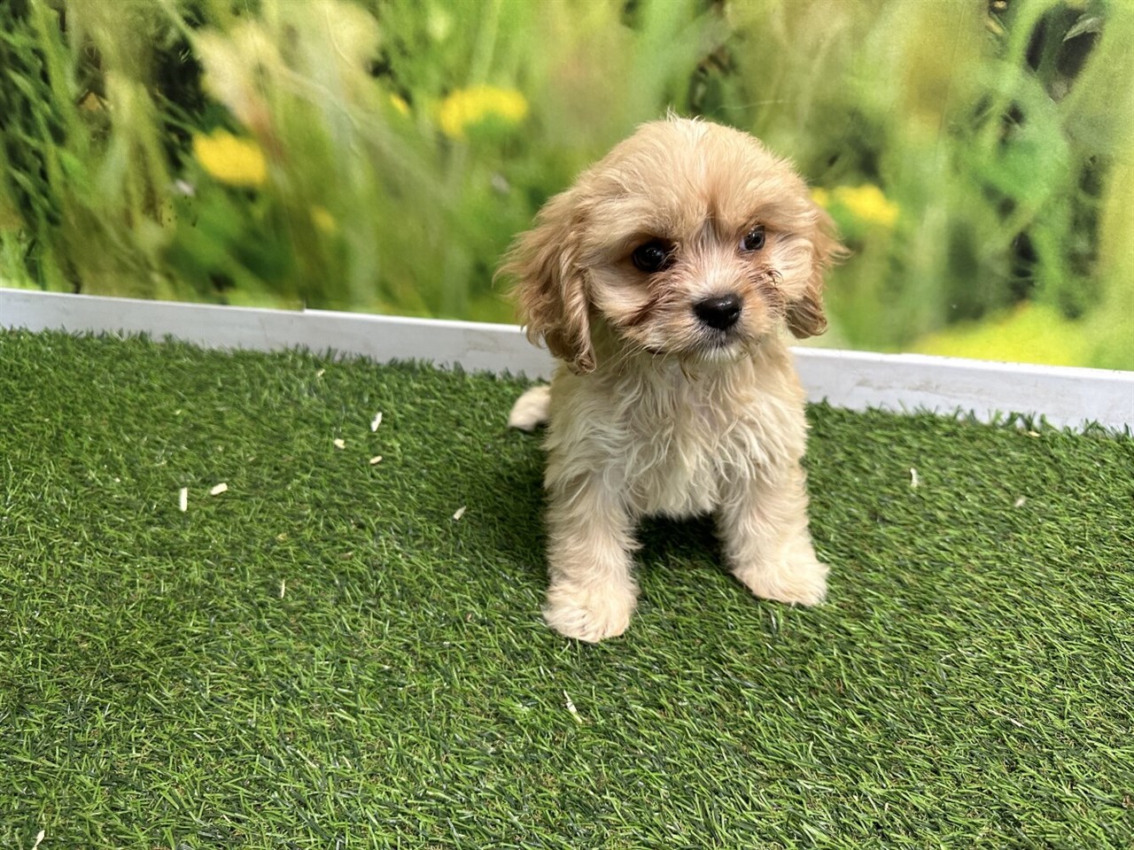 Cute brown Maltalier Puppy sitting on fake grass