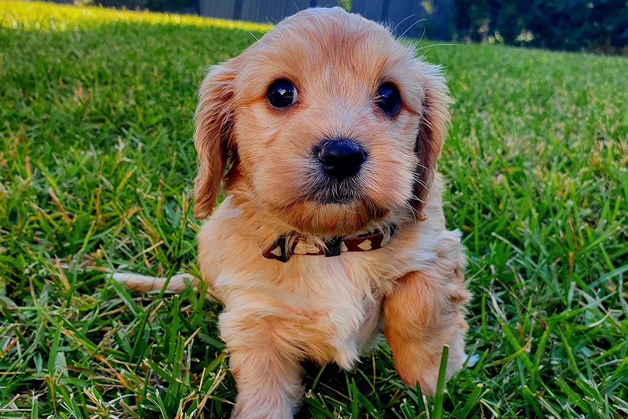 Close up view of Maltalier Puppy looking at camera