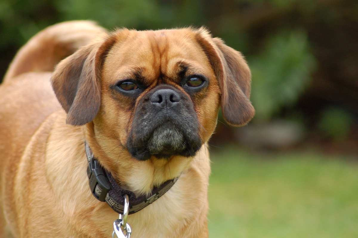 Close up view of Pugalier Dog wearing a black collar