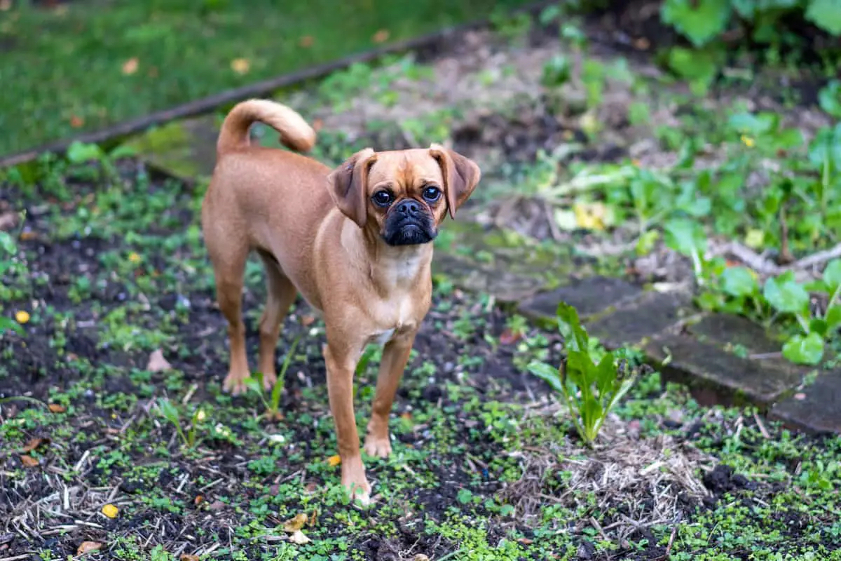 Cute Pugalier Dog looking up towards camera on patchy grass ground