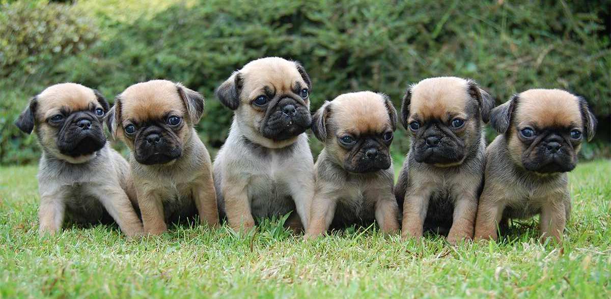 A liiter of adorable Pugalier Puppies standing in a straight line posing for a photo