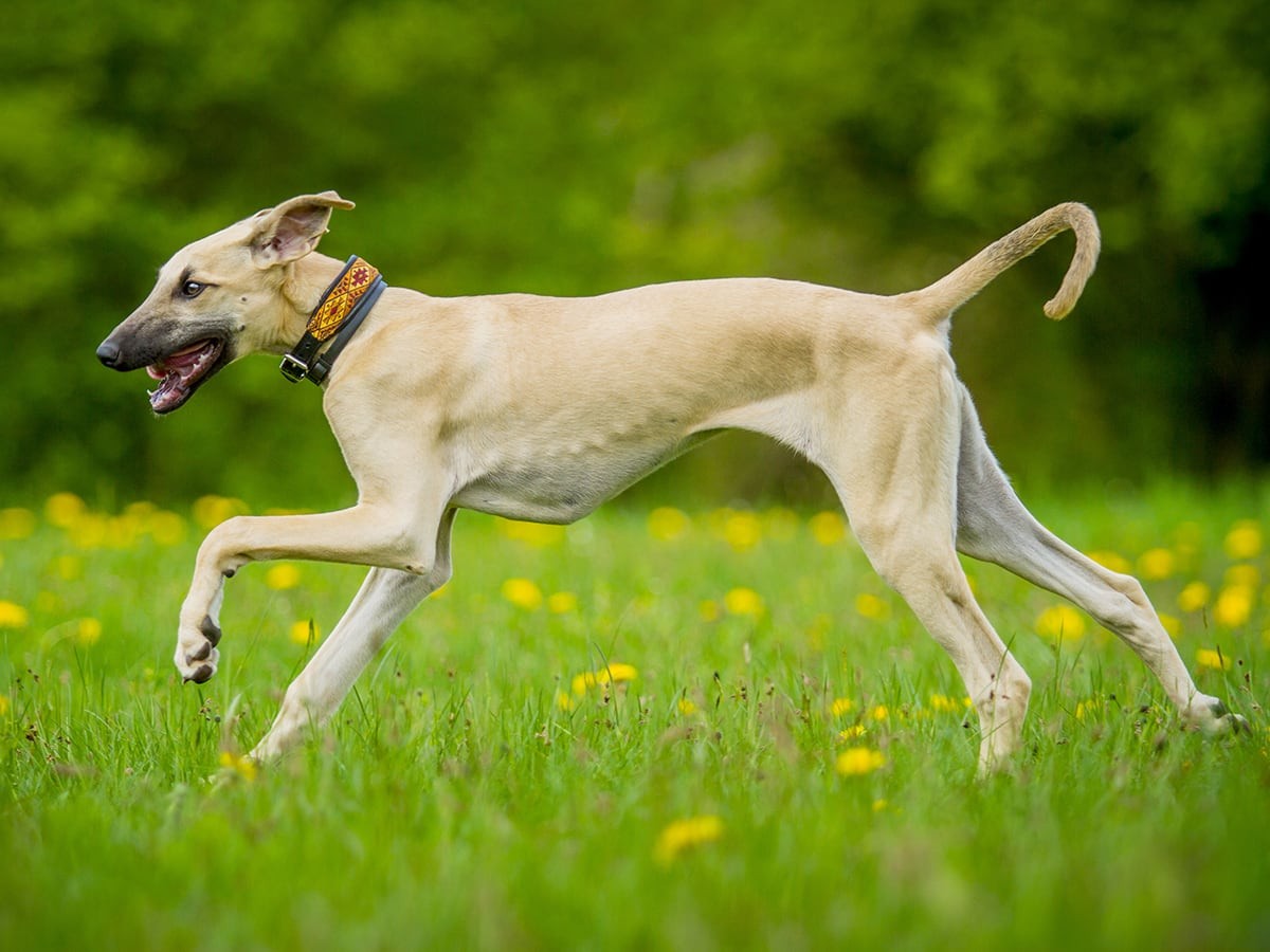 Sloughi Dog running happily on green grass field