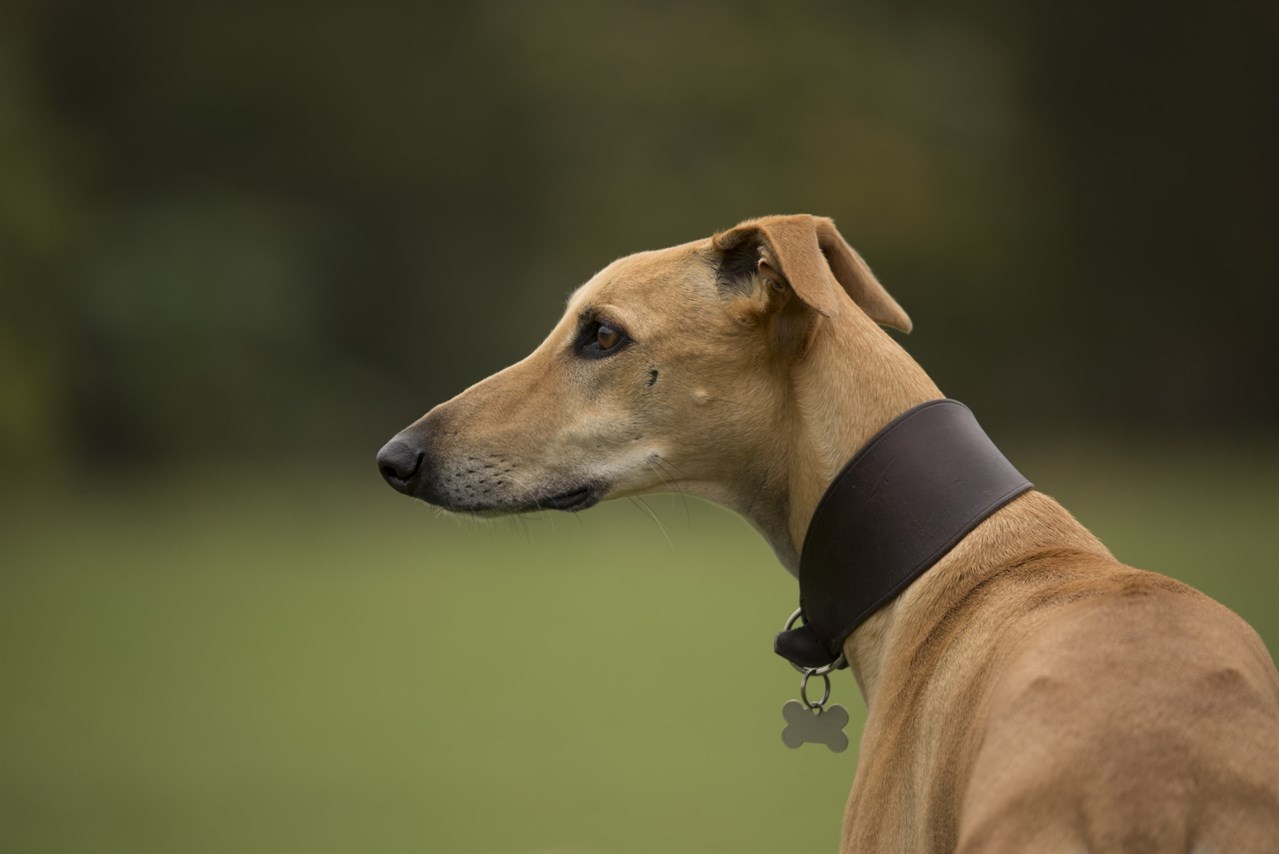 Close up view of brown Sloughi Dog wearing black collar