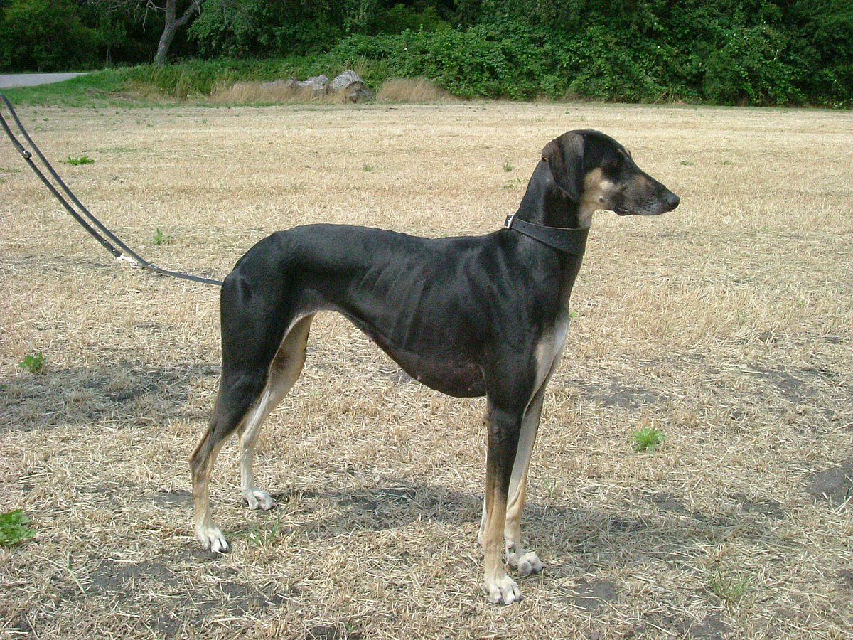 Black Sloughi Dog standing on dried patchy grass field wearing a leash