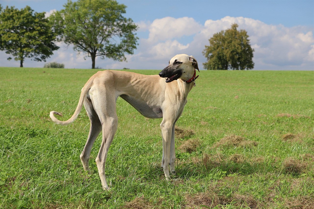 Side view of Sloughi Dog standing on green grass with beautiful cloudy blue sky background