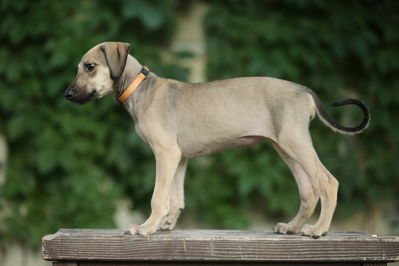 Cute Sloughi Puppy standing on wood plank wearing orange collar