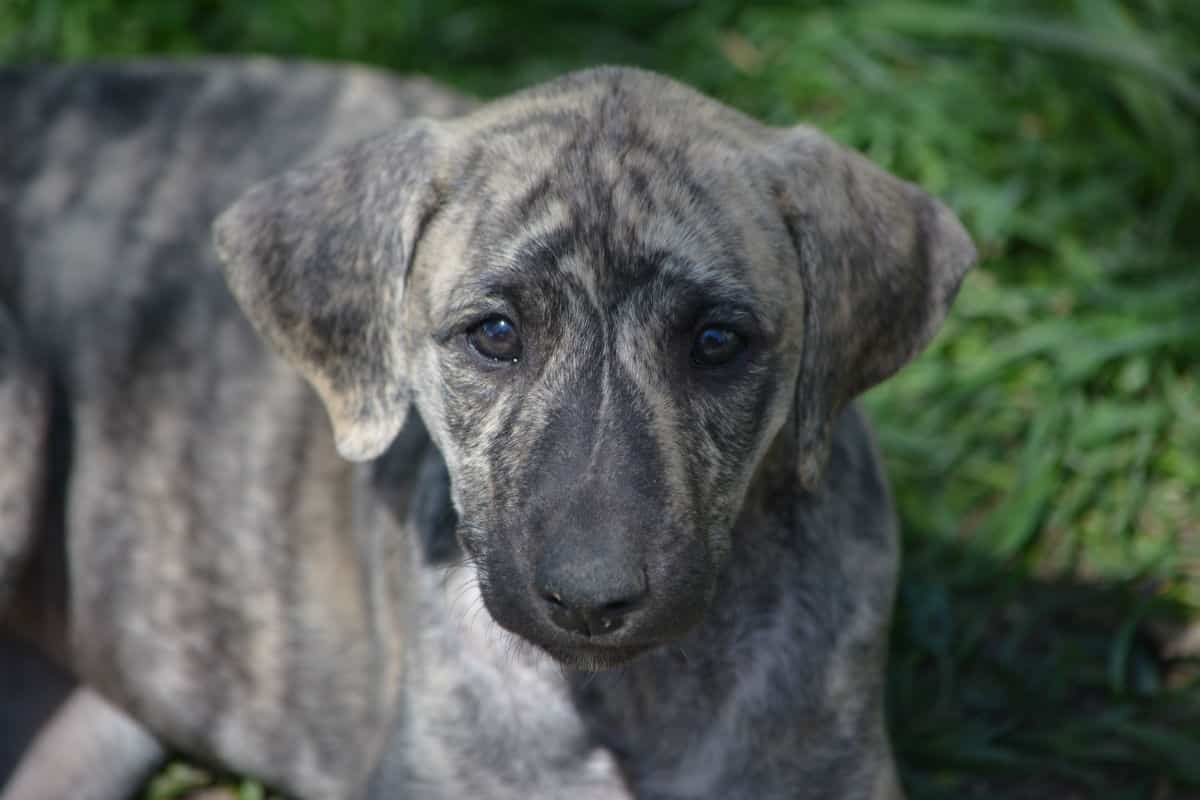 Close up view of grey Sloughi Puppy looking at camera