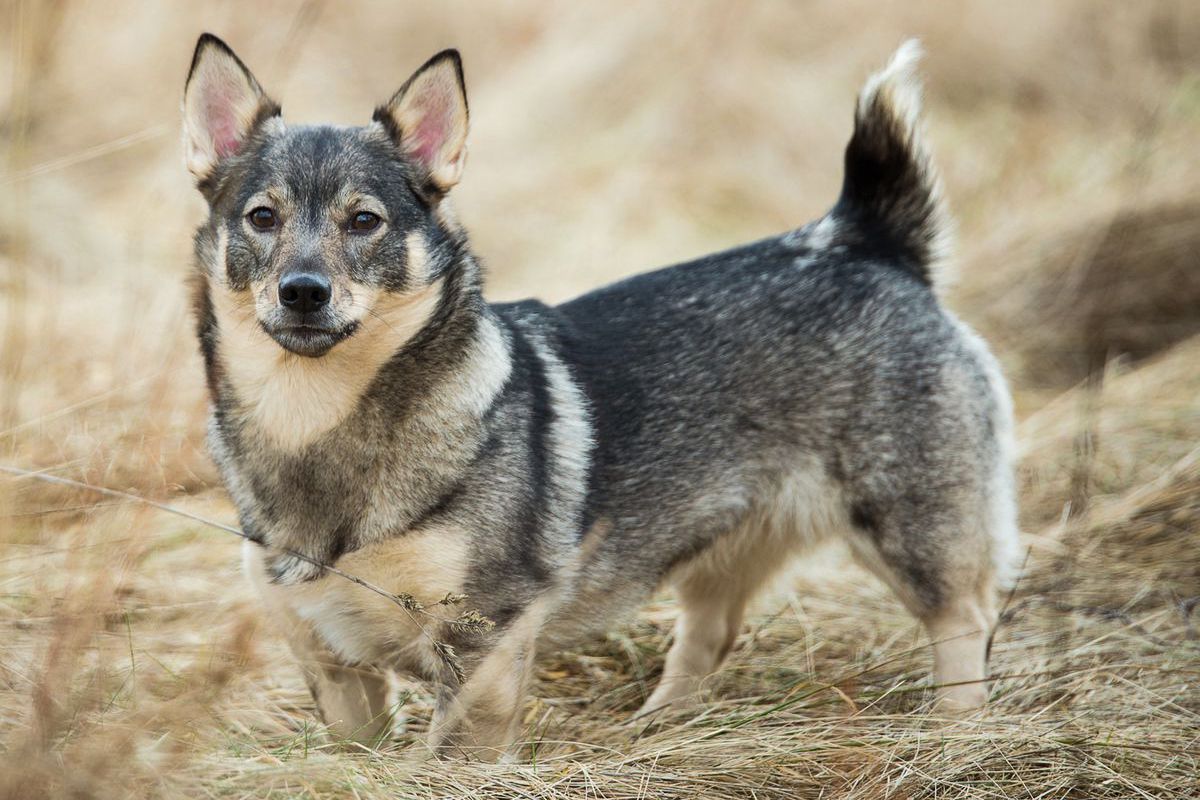 Swedish Valhund Dog standing on long dried grass field looking straight at camera