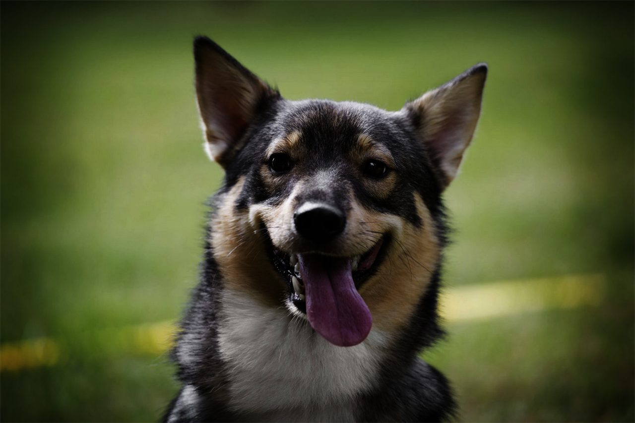 Close up view of Swedish Valhund Dog smiling at camera with its tongue sticking out