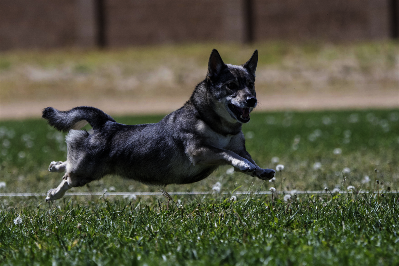 Playful Swedish Valhund Dog running happily accross a field