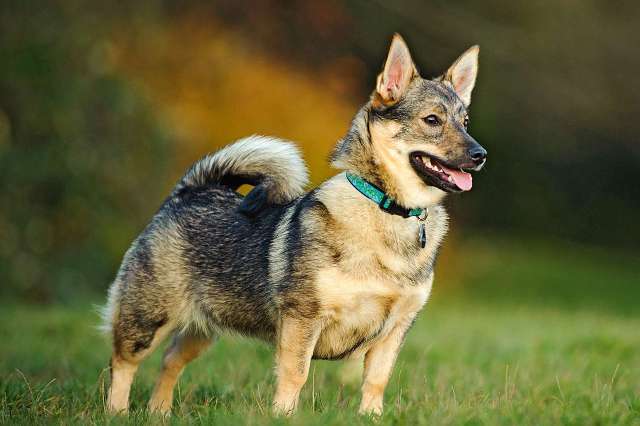 Side view of Swedish Valhund Dog standing on green grass wearing a blue collar