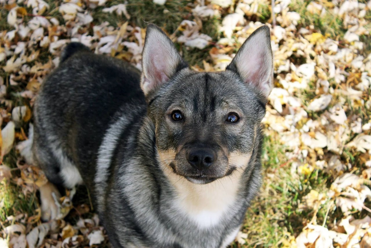 Cute Swedish Valhund Dog standing on dried leaves ground looking up smiling at camera